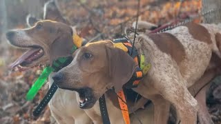 Another day behind some good hounds in West Virginia [upl. by Treborsemaj420]