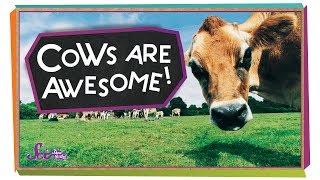 4 Reasons Cows are Awesome  Animal Science for Kids [upl. by Okime411]