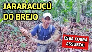 JARARACUÇU DO BREJO ou SURUCUCU DO PANTANAL Hydrodynastes gigas  SERPENTE GIGANTE [upl. by Herold]