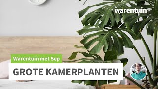 Hoe plant ik een grote kamerplant [upl. by Diraj]