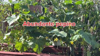 Tips para obtener abundancia de pepinos rábanos y más [upl. by Epilef971]