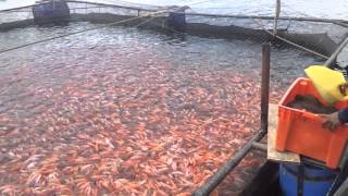 Cultivo Intensivo de Tilapia Roja en Jaula Flotante [upl. by Burnard468]