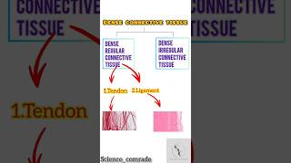 19 Dense connective tissue amp its type ligamentamptendonbiology upsc ssc neet ligament tendon [upl. by Breskin]