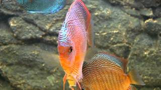 Snake Skin Discus Fishmp4 [upl. by Zarah]