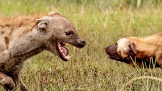 Female Hyenas are Queens of the Pack  Wild Files with Maddie Moate  BBC Earth [upl. by Noeruat]