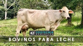 BOVINOS DE LECHE PARA TRÓPICO [upl. by Violeta]