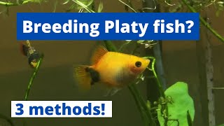 HOW TO BREED PLATY FISH 3 methods of breeding platy Xiphophorus maculatus [upl. by Eledoya304]