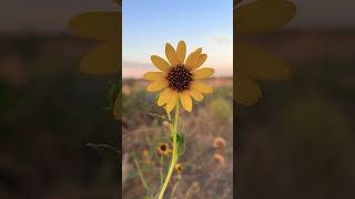 Somewhere Only We KnowDesert Sunrise Sights With keaneofficial🌵DesertSageArizonaFlorence AZ [upl. by Otrevire442]