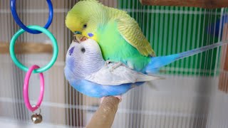 Budgies Mating [upl. by Gentes]