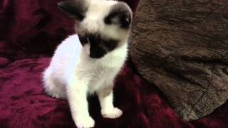 Introducing Teddy and Javier snowshoe Siamese kittens [upl. by Ellekcim]