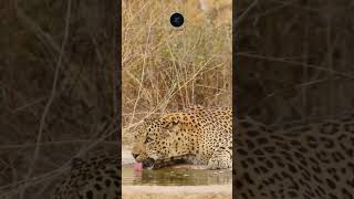 Leopard Hydrating in Kruger National Park  Rare Wildlife Moment safarisightings leopard [upl. by Genevra]