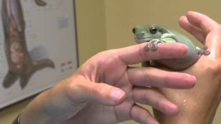 Whites Tree Frog Examined  Exotic Pet Vet [upl. by Burnett]