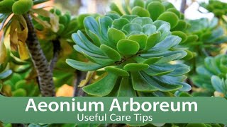 Aeonium Arboreum  Useful Care Tips [upl. by Monia137]