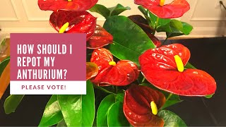 How Should I Repot My Anthurium Please Vote [upl. by Alysoun]