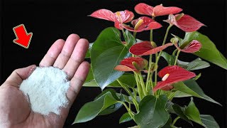 Just Sprinkle 1 Spoon Suddenly Weak Anthurium Blooms Like An Arrow [upl. by Erdei641]