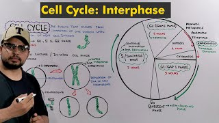 Interphase of Cell Cycle  Cell Division How Cell prepare itself to Divide [upl. by Tan]