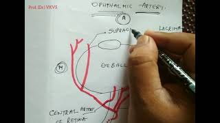 OPHTHALMIC ARTERY LINE DIAGRAM [upl. by Nicoline]