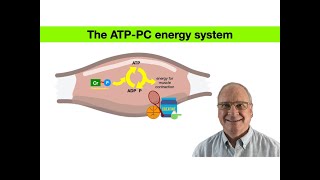 The ATPPC energy system highintensity anaerobic energyproduction creatinesupplement creatine [upl. by Felder624]