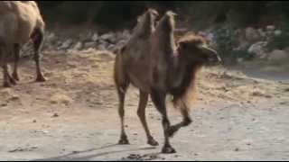 Bactrian camel [upl. by Chud649]