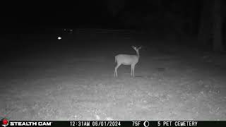 06 01 24 1231 01am A deer eating in the upper back field near the mineral block deer wildlife [upl. by Lamson]