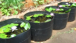 Tub Setups for Raising Guppies from Basic Water Lily Tubs to Integrated Garden Features [upl. by Lydia]