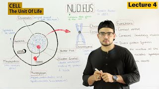 Nucleus Structure and Function  Video 4 [upl. by Maillil926]