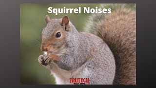 Squirrel Noises  What Do Squirrels Sound Like  Trutech Wildlife Service [upl. by Santa]