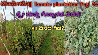 ಟೊಮೇಟೊTomato plantation Yogi 3580 ದಿನದ ಗಿಡ ಹೇಗಿದೆ ಸ್ಪ್ರೇ ಮತ್ತು ಗೊಬ್ಬರದ ವಿವರ [upl. by Michey750]