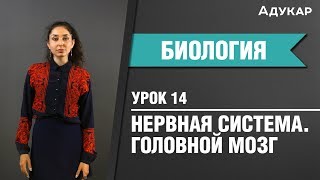 Головной мозг  Строение и функции  Биология ЦТ ЕГЭ [upl. by Pomfret]