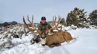 Colorado Giant Mule Deer [upl. by Lrae2]