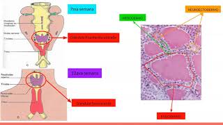 Embriologia del sistema endócrino [upl. by Blunk]