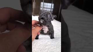 Puppy  puppy Video  Vital viralvideo cute twolessfishinthesea drawing dog doglover shorts [upl. by Colligan]