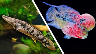 Top 5 LARGE Fish For Your Aquarium [upl. by Adnaloy886]