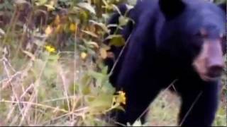 Friendly black bear plays with Virginia fishermen [upl. by Tima]