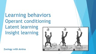 Learning behavior  Operant conditioning latent learning and insight learning [upl. by Mayce232]