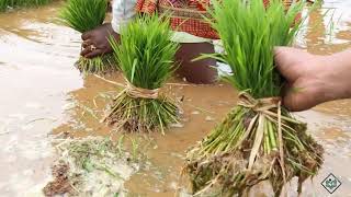 Cultivation  Life Cycle of Rice [upl. by Schluter]