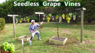 Seedless Grape Vines Himrod Variety [upl. by Bridges]