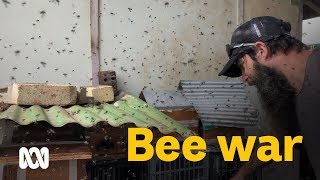 Inside two fighting bee swarms [upl. by Jessalyn]