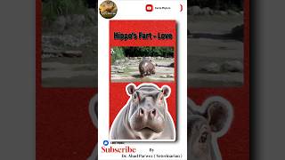 Hippos Propose by Farting See How  shorts animals funny [upl. by Karwan725]