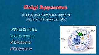 Golgi complex structure composition and functionscell biology [upl. by Zeidman810]