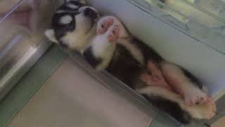 Husky Puppies Chilling in Fridge [upl. by Noek]