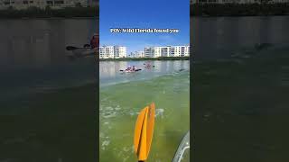 What would you do if this happened to you dolphin wildlife clearkayak [upl. by Ummersen]