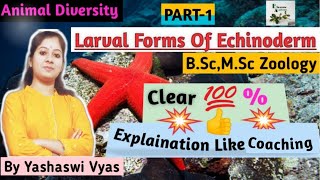 Forms Of Echinodermata LarvaPart1Larva Of EchinodermsBscMScZoology [upl. by Neisa]