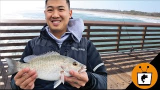 FLORIDA Pier Fishing Catch Fish Fast [upl. by Dowling]