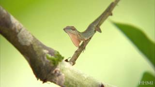 Anole Lizards Adaptations — HHMI BioInteractive Video [upl. by Enaerb]