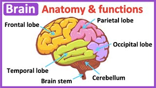 Brain anatomy amp function 🧠 Easy science learning video [upl. by Dougall859]