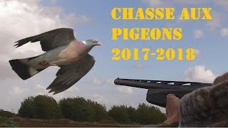 Chasse du pigeon ramier ou palombe [upl. by Rusert481]