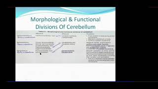 CEREBELLUM  Morphological and Functional Subdivisions of Cerebellum  Dr Azmi Mohsin [upl. by Dov]