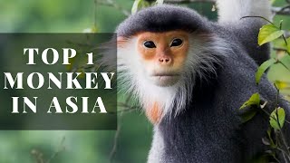 The most beautiful Monkey Redshanked Douc [upl. by Rollin847]