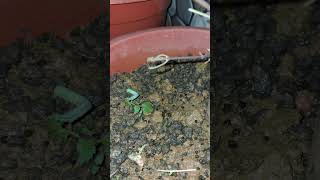 Cabbageworm Moth Trouble in My Garden  dailyvlogging [upl. by Anirec727]